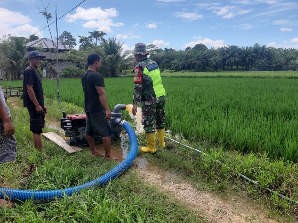 Babinsa Paya Bedi Dampingi Poktan Melalui Program Pompanisasi