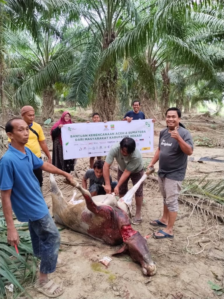 BAZNAS Kabupaten Bekasi Salurkan 8 Ekor Sapi Meugang untuk Warga Terdampak Banjir di Aceh Tamiang