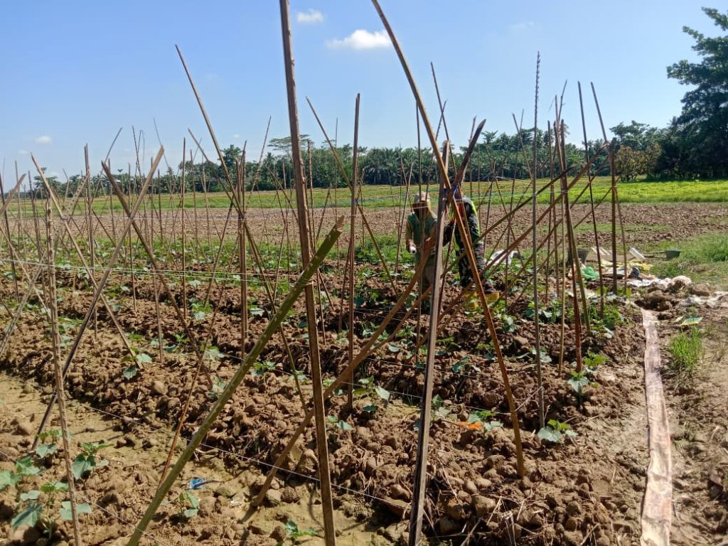 Tingkatkan Ketahanan Pangan, Babinsa Aktif Dampingi Petani Timun Di Wilayah Binaan