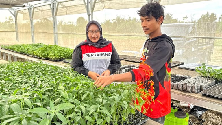 Seorang petani, Abdul Rozzaq Mubaroq mengecek tanaman hortikultur di lahan pertaniannya di Kampung Tanjung Seumantoh, Kecamatan Karang Baru, Aceh Tamiang. Ia bangkit kembali menanam cabai dan tomat setelah lahan pertaniannya diterjang banjir bandang pada November 2025.