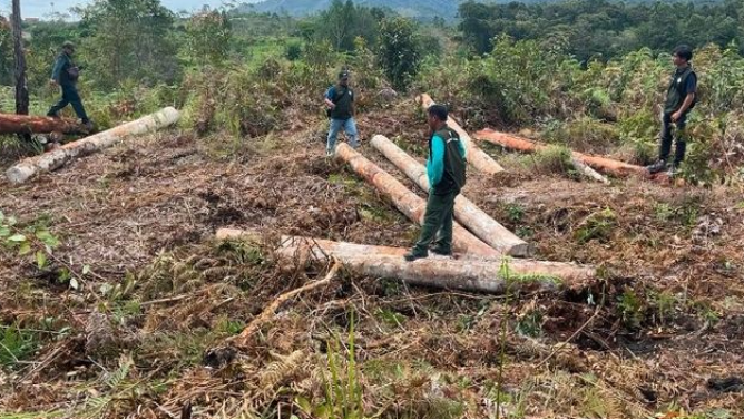 Kementerian Kehutanan Bongkar Modus Penimbunan Kayu Bulat Dalam Rangkaian Operasi di Sumatera Utara